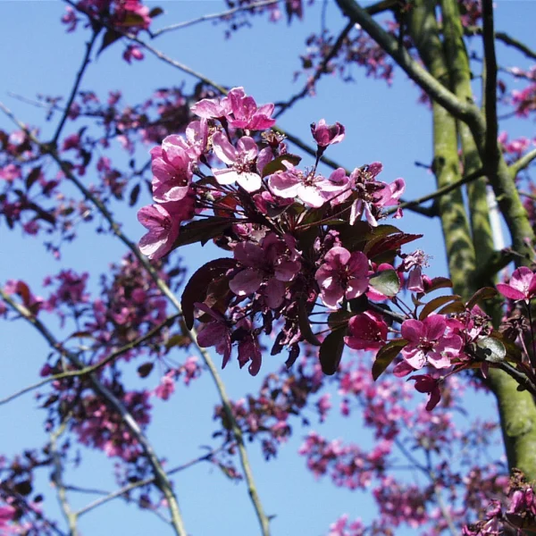 Malus 'Liset' – Flowering Crab