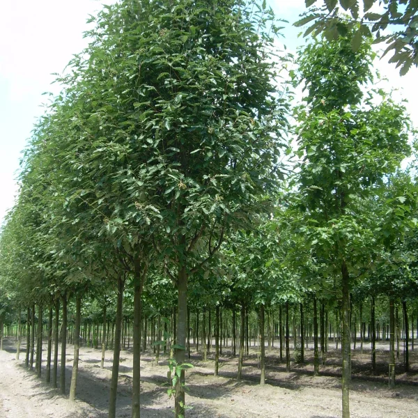 Sorbus ×thuringiaca 'Fastigiata' – Lollipoptree, Bastard service tree