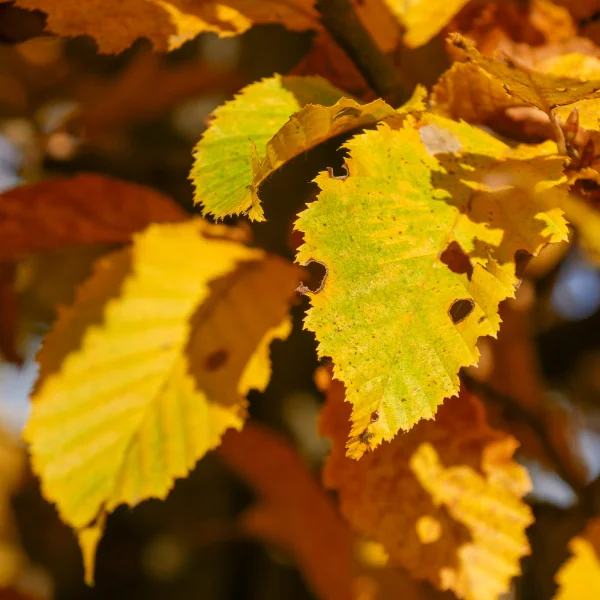 Carpinus betulus – Hornbeam, Common hornbeam