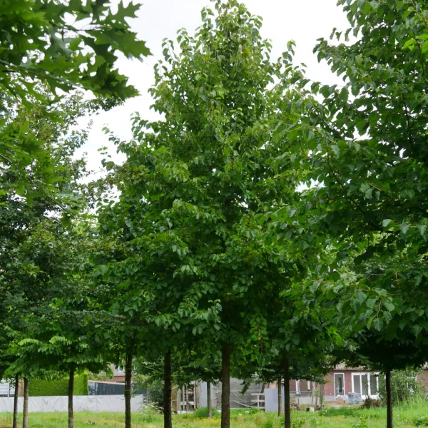 Corylus colurna – Turkish hazel, Turkish filbert