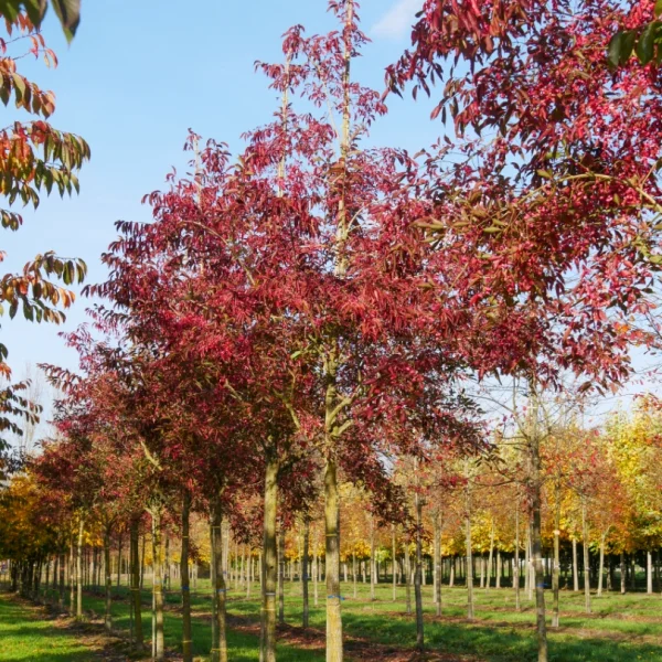 Euonymus hamiltonianus 'Indian Summer' – Euonymus hamiltonianus 'Indian Summer'