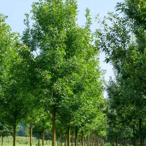 Fraxinus pennsylvanica 'Summit' – Fraxinus pennsylvanica 'Summit'