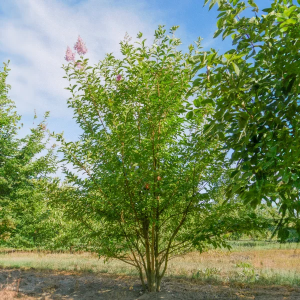 Lagerstroemia indica – Crape myrtle, Crepe myrtle