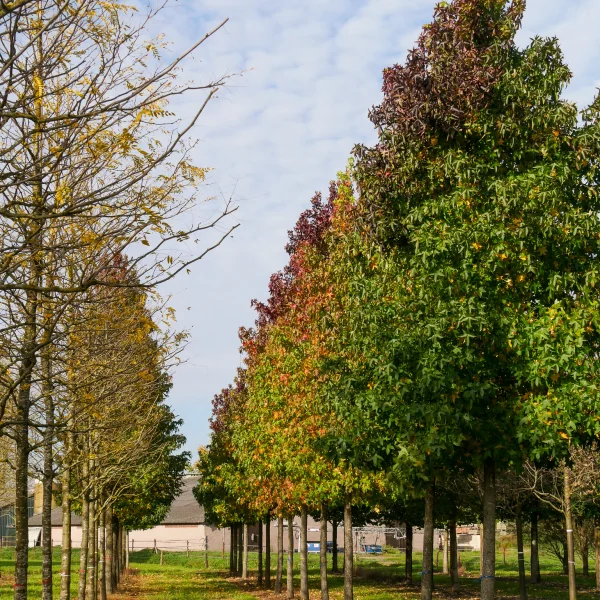 Liquidambar styraciflua – American red gum, Sweet gum