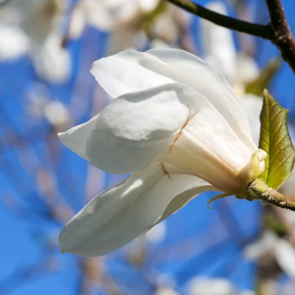 Magnolia kobus – Kobushi, Thurber's Magnolia