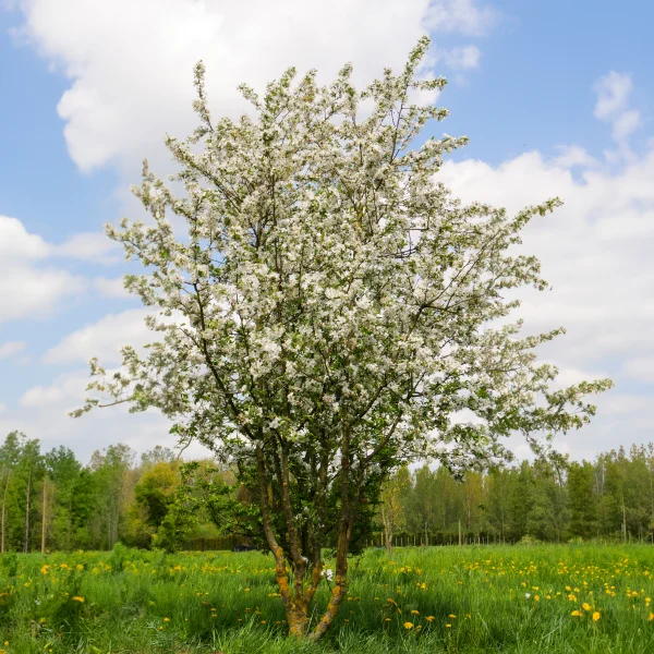 Malus 'Red Sentinel' – Flowering Crab