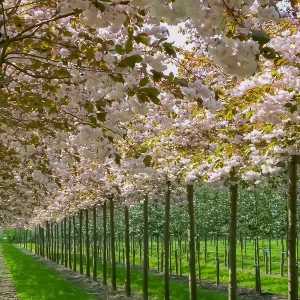 Prunus serrulata 'Fugenzo' – Prunus serrulata 'Fugenzo'