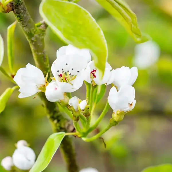 Pyrus communis 'Peradel' – Pyrus communis 'Peradel'
