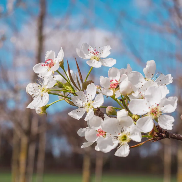 Pyrus sinkiangensis – Pyrus sinkiangensis