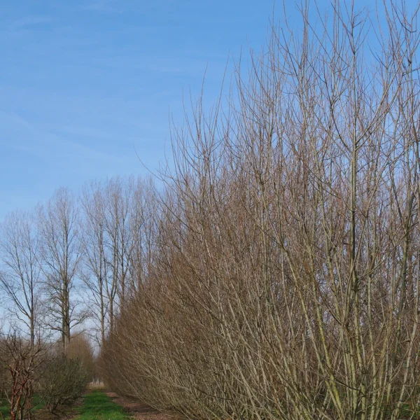 Salix triandra 'Semperflorens' – Salix triandra 'Semperflorens'