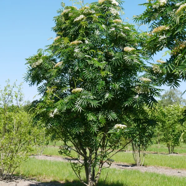 Sorbus 'Dodong' – Sorbus 'Dodong'