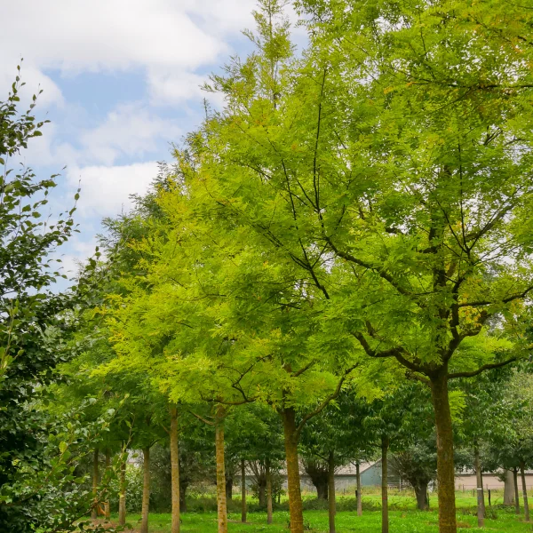 Styphnolobium japonicum – Japanese pagoda tree, Honey tree