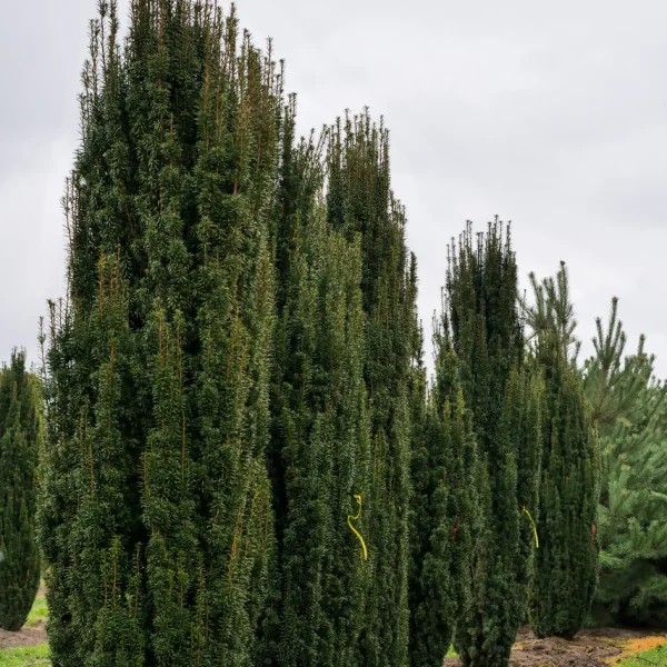 Taxus baccata 'Fastigiata' – Irish Yew