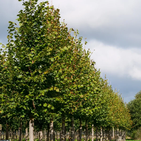 Tilia platyphyllos – Large-leaved linden