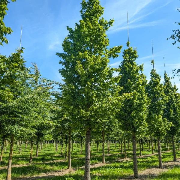 Carpinus betulus 'Nord' &ndash; Carpinus betulus 'Nord'