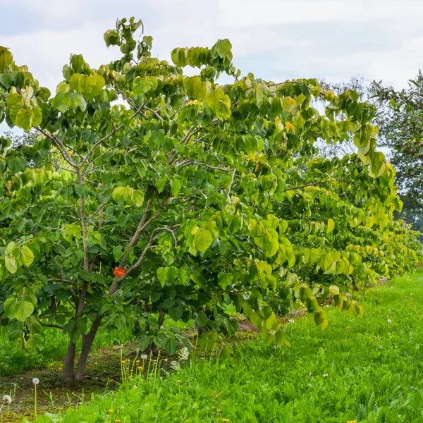 Cercis gigantea &ndash; Giant redbud