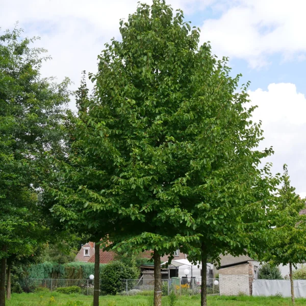 Corylus colurna &ndash; Turkish hazel, Turkish filbert
