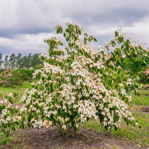 Cornus kousa var. chinensis &ndash; Cornus kousa var. chinensis