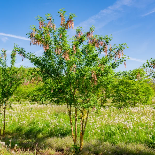 Laburnocytisus adamii &ndash; Laburnocytisus adamii