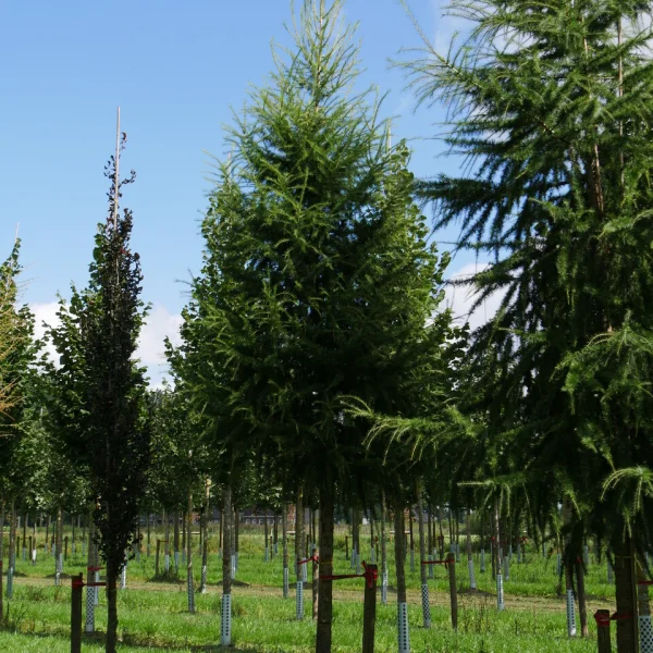 Larix decidua – European larch, Common larch