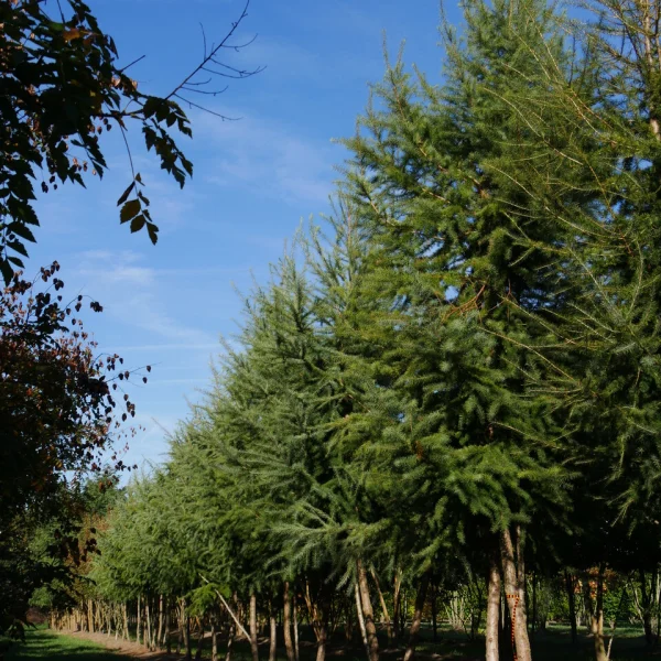 Larix kaempferi – Japanese larch