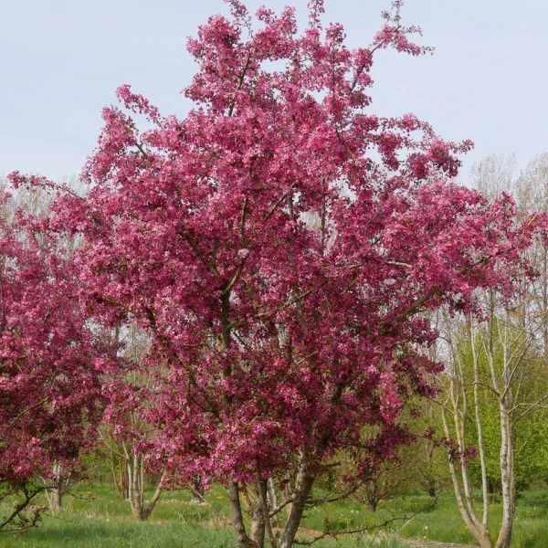 Malus 'Profusion' &ndash; Malus 'Profusion'
