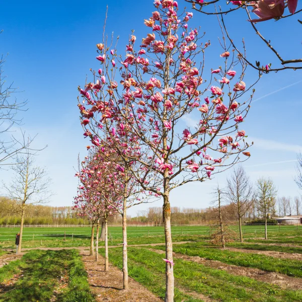 Magnolia 'Spectrum' &ndash; Magnolia 'Spectrum'