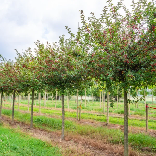 Malus toringo 'Sargent's Elegant' &ndash; Malus toringo 'Sargent's Elegant'