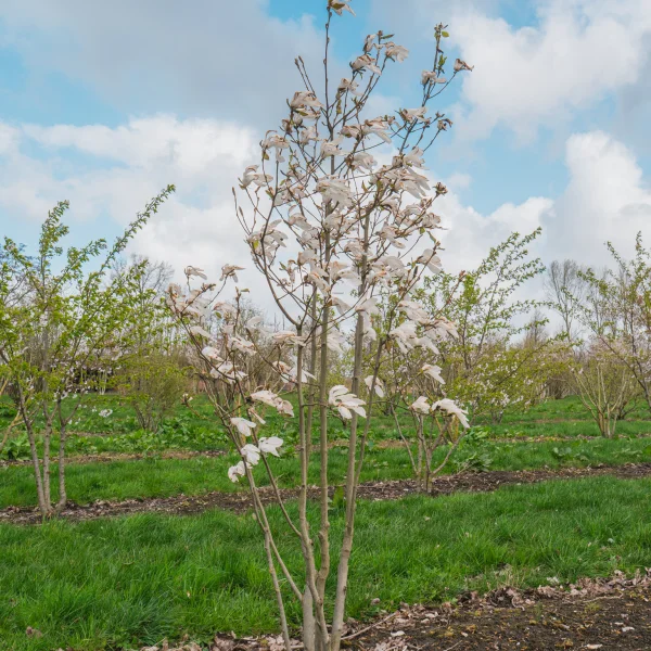 Magnolia 'Wada's Memory' &ndash; Magnolia 'Wada's Memory'