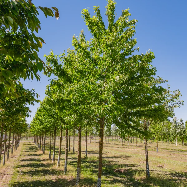 Prunus maackii &ndash; Manchurian cherry, Amur cherry