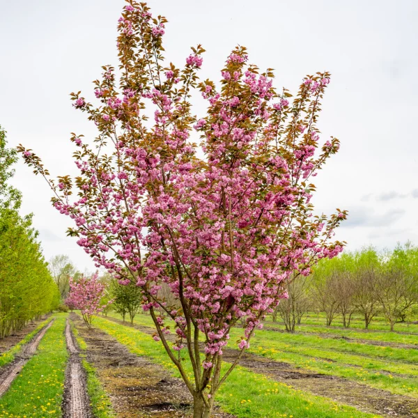 Prunus serrulata 'Kanzan' – Prunus serrulata 'Kanzan'