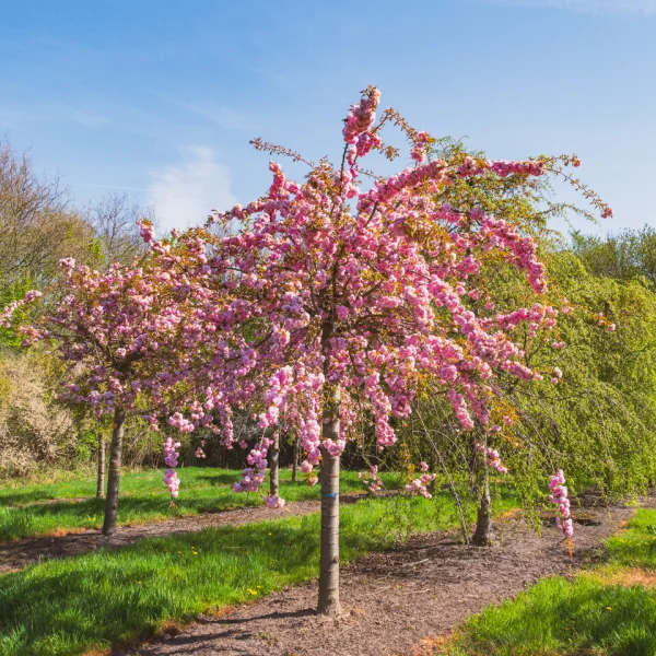 Prunus 'Kiku-shidare-zakura' &ndash; Prunus 'Kiku-shidare-zakura'