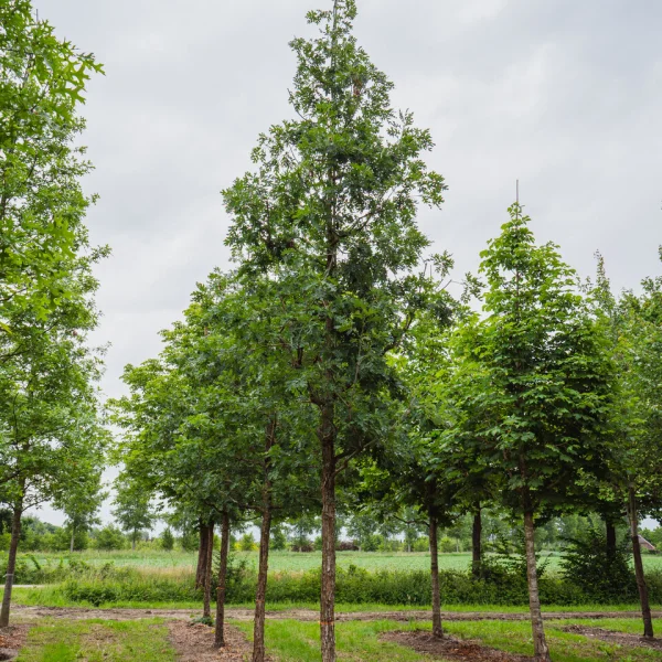 Quercus alba 'Longigemma' &ndash; Quercus alba 'Longigemma'