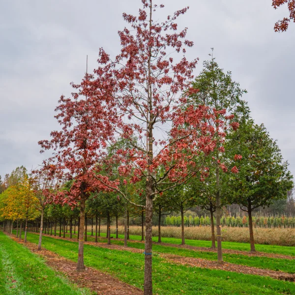 Quercus ellipsoidalis &ndash; Northern pin oak, Hill's oak