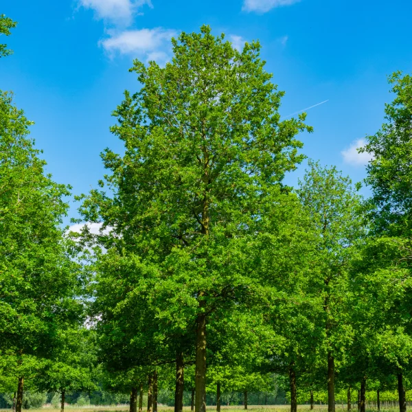 Quercus robur – Common oak, English oak, Pedunculate oak