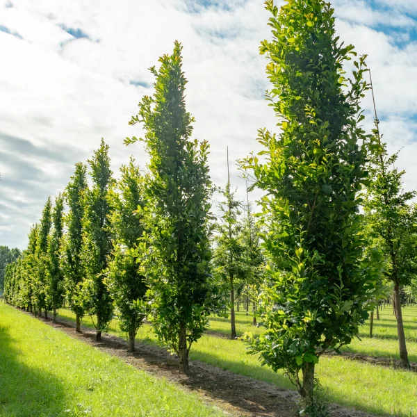 Quercus ×warei 'Wind Candle' &ndash; Quercus ×warei 'Wind Candle'