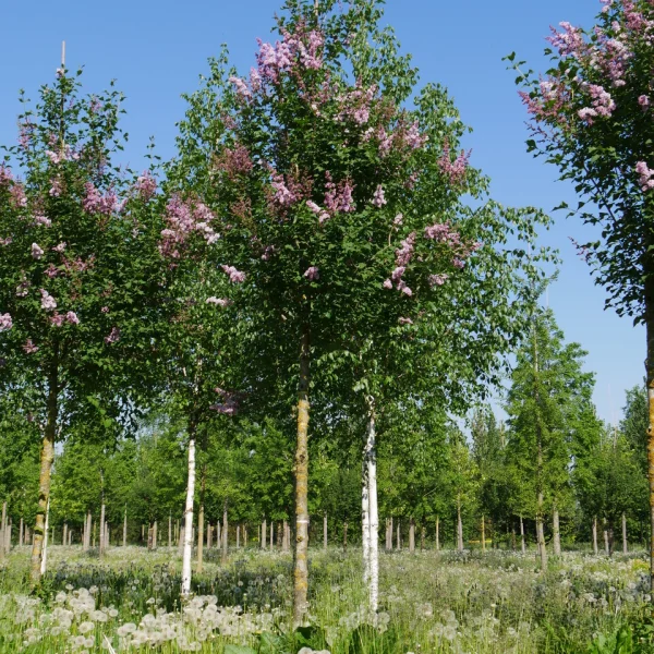 Syringa josikaea &ndash; Syringa josikaea