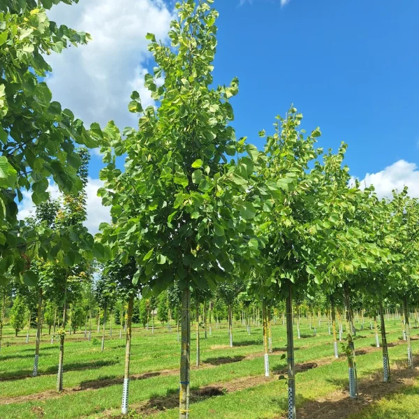 Tilia americana 'Redmond' &ndash; Tilia americana 'Redmond'