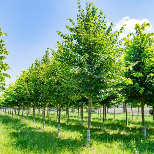 Tilia cordata – Small-leaved linden, European linden