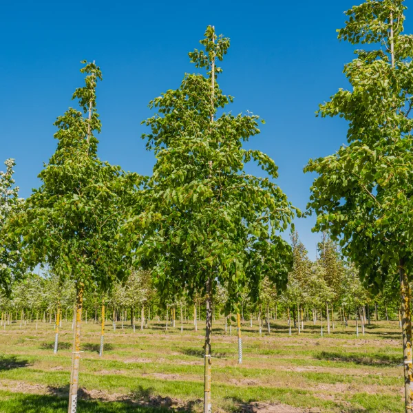 Tilia mongolica 'Buda' &ndash; Tilia mongolica 'Buda'