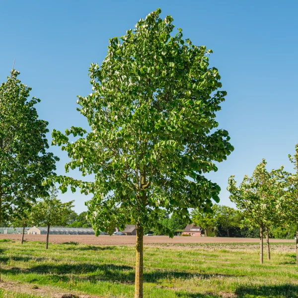 Tilia tomentosa 'Doornik' &ndash; Tilia tomentosa 'Doornik'