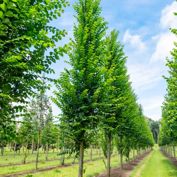 Ulmus 'Lobel' &ndash; Ulmus 'Lobel'