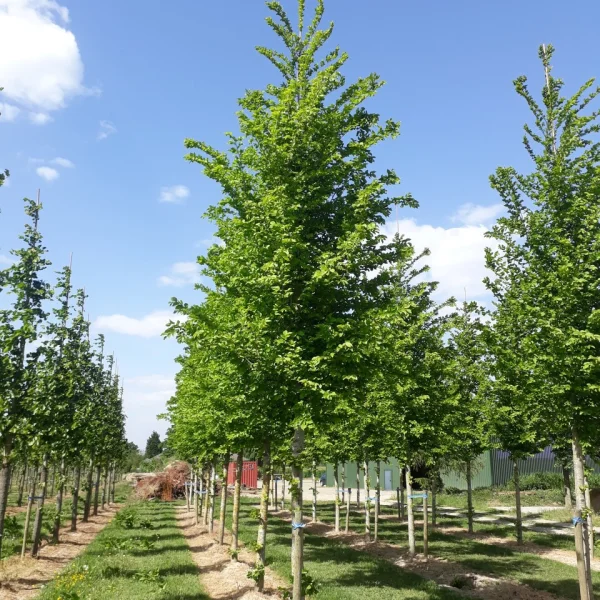 Ulmus LUTECE ('Nanguen') &ndash; Ulmus LUTECE ('Nanguen')