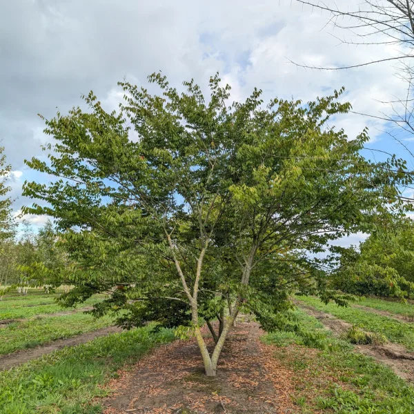 Zelkova serrata – Japanese Zelkova, Keaki