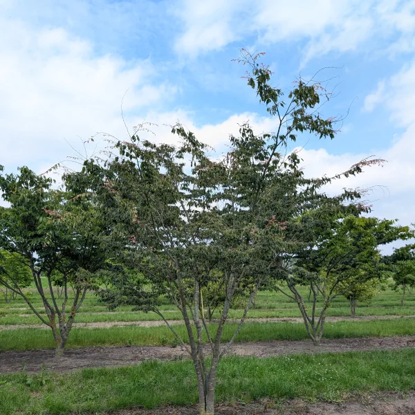 Zelkova serrata 'Variegata' &ndash; Zelkova serrata 'Variegata'