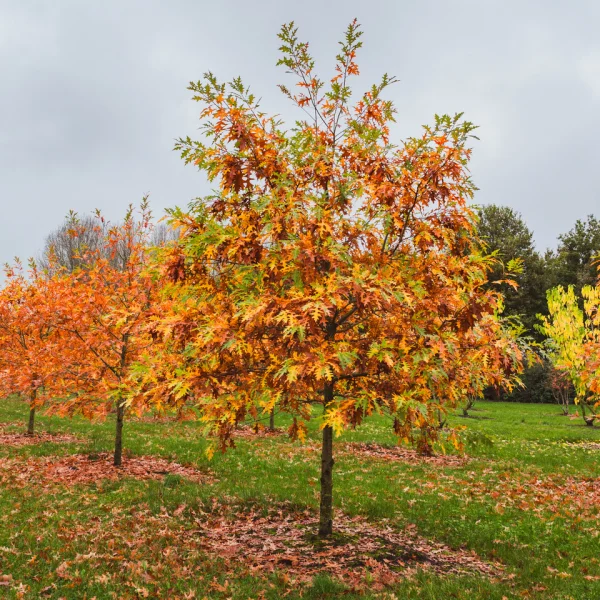 Quercus texana 'New Madrid' – Quercus texana 'New Madrid'