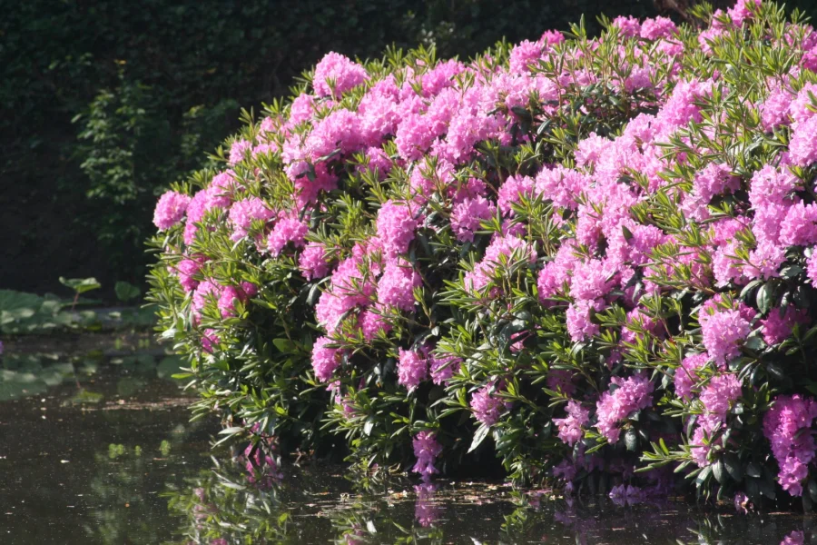 Rhododendron 'English Roseum' | Rhododendron 'English Roseum' - Van den ...