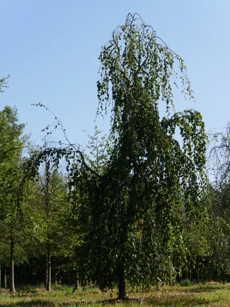 Fagus sylvatica 'Pendula' | Weeping beech - Van den Berk Nurseries