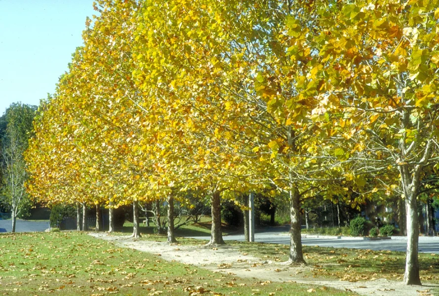 Platanus occidentalis | American plane tree, Western plane, Buttonball ...