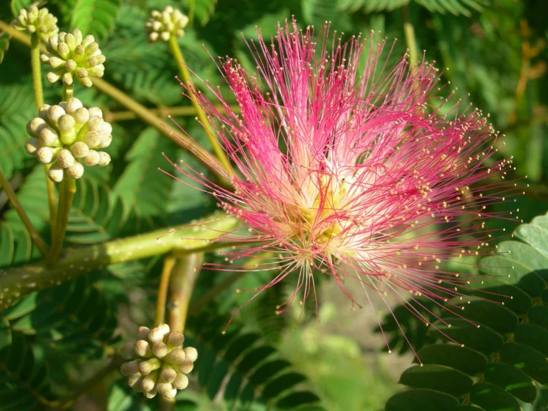 Albizia Julibrissin Silk Tree Mimosa Tree Van Den Berk Nurseries Albizia Julibrissin Silk Tree Mimosa Tree Van Den Berk Nurseries